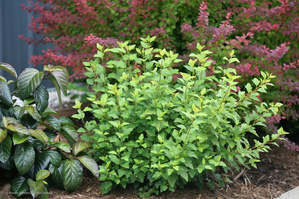 Physocarpus' Tiny Wine Gold Ninebark