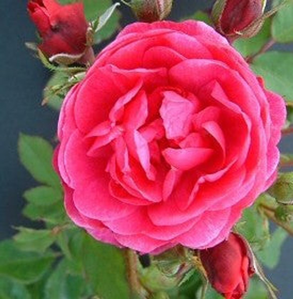 Rosa' Morden Ruby Rose