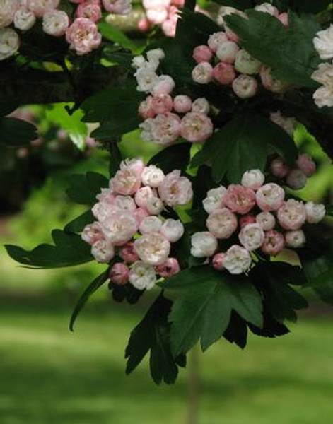 Crataegus' Toba Hawthorn Tree