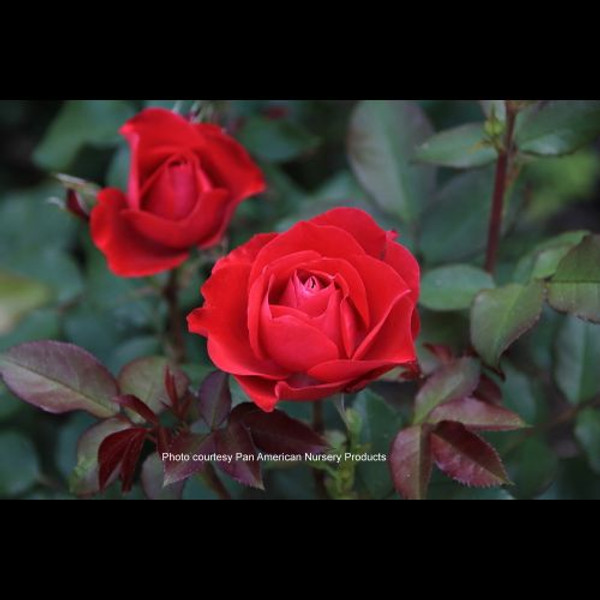 Rosa' Double Knock Out Red Rose