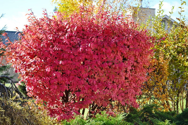 Euonymus' Winged Burning Bush