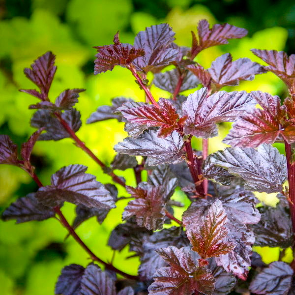 Physocarpus' Burgundy Candy Ninebark