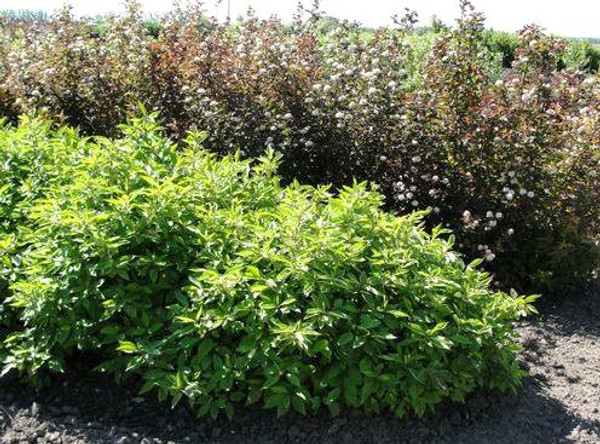 Cornus' Little Rebel Dogwood