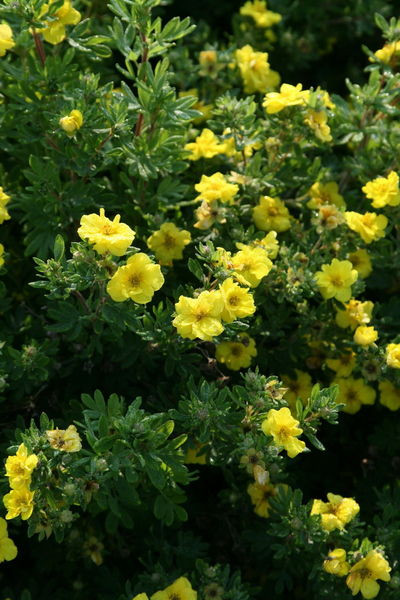 Potentilla' Citrus Tart Potentilla