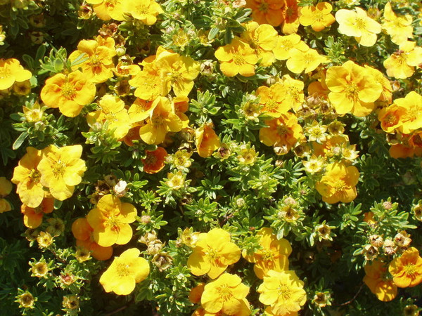 Potentilla' Mango Tango