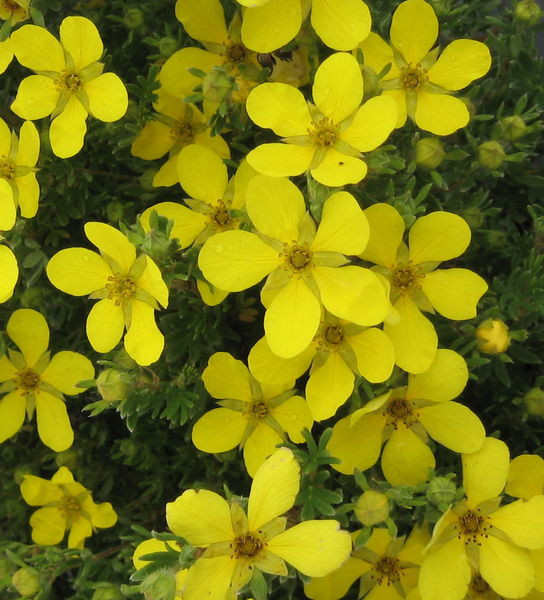 Potentilla' Coronation Triumph Potentilla