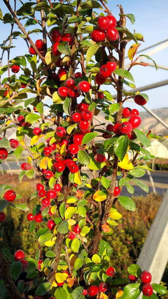 Cotoneaster' Autumn Inferno Cotoneaster