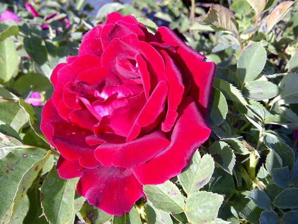 Rosa' Cuthbert Grant Rose