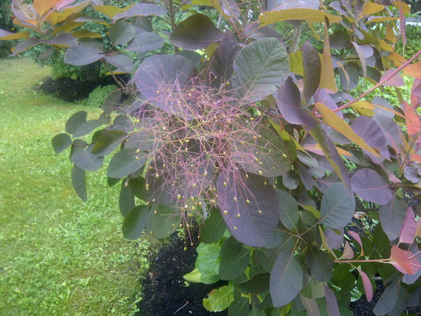 Cotinus 'Grace SmokeBush