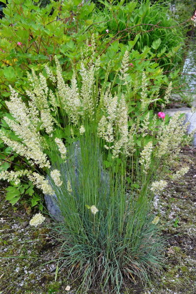 Koeleria' Blue Hair Grass