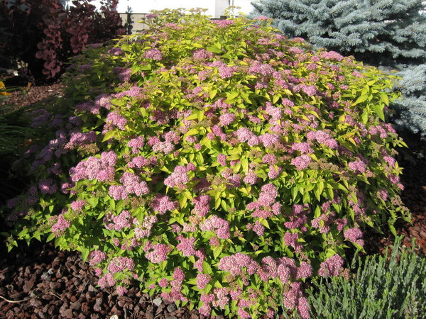Spiraea' Goldmound