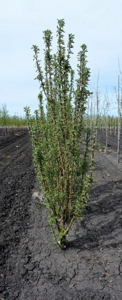 Malus' Jade Bouquet Flowering Crabapple Tree