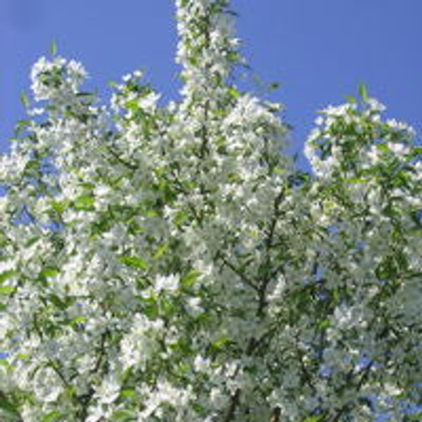Malus' Starlite Flowering Crabapple Tree