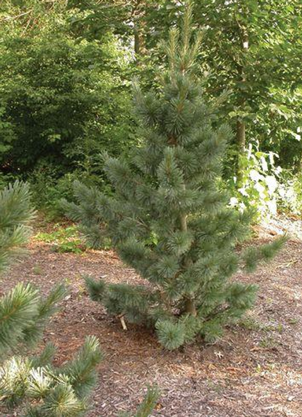 Pinus' Limber Pine Tree