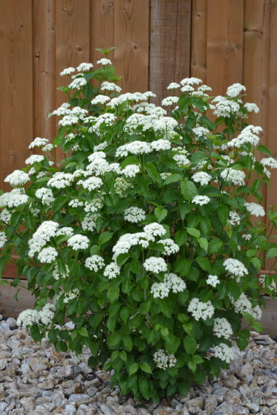 Viburnum' Blue Muffin Viburnum/Arrowwood