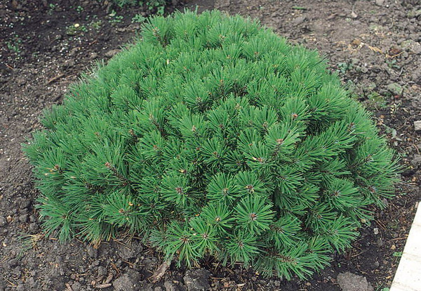 Pinus' Dwarf Mugo Pine