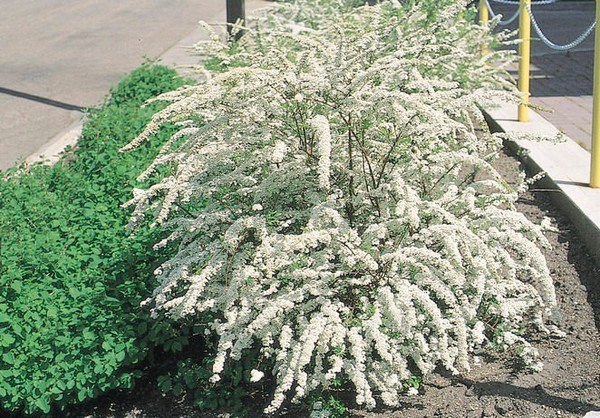 Spiraea' Dwarf Garland