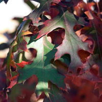 Quercus' Majestic Skies Northern Pin Oak Tree