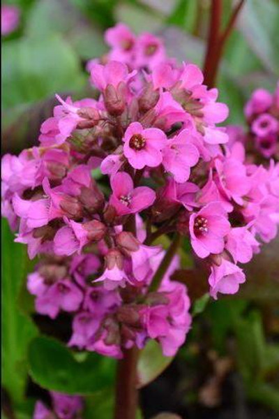 Bergenia' Heart Leaf