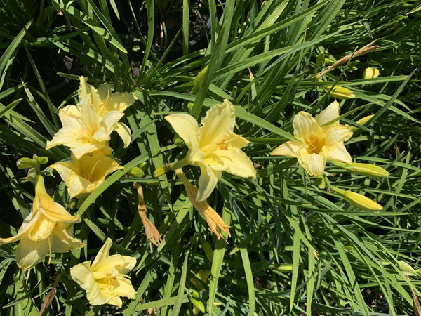 Hemerocallis' Stella Supreme Daylily