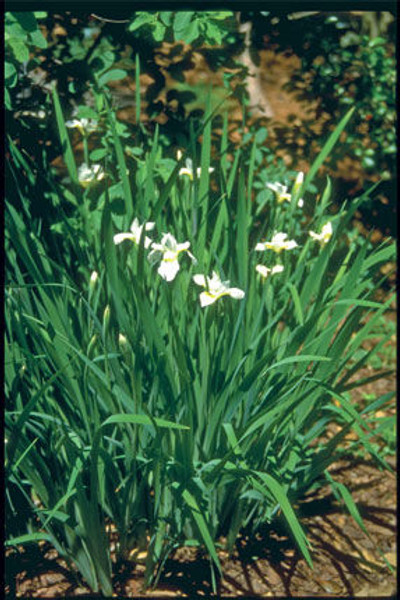 Iris' Snow Queen Siberian