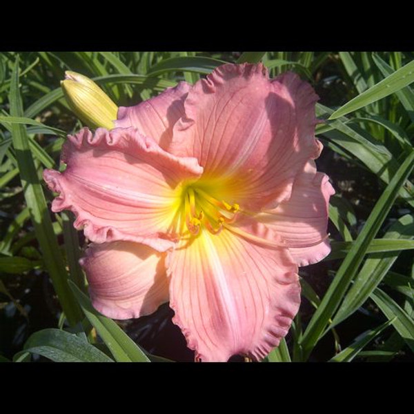 Hemerocallis' Barbara Mitchell Daylily