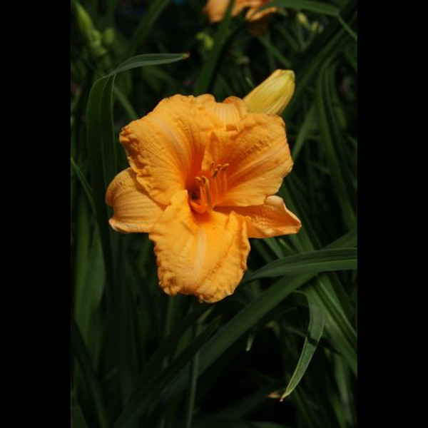 Hemerocallis' Endlessly Orange