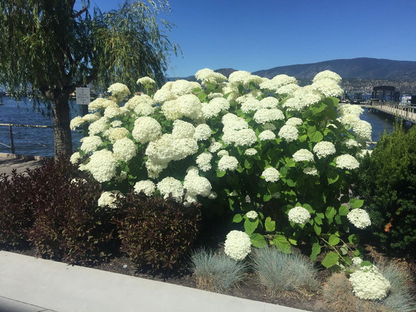 Hydrangea' Annabelle