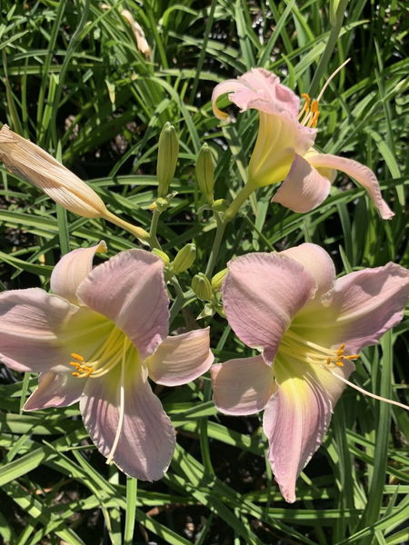 Hemerocallis' Catherine Woodbury Daylily