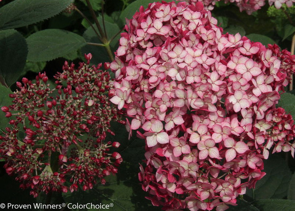 Hydrangea' Invincibelle Ruby