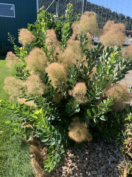 Cotinus' Young Lady Smokebush