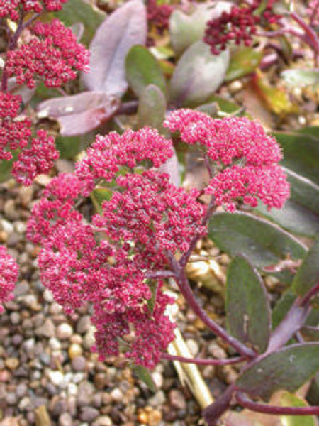 Sedum' Munstead Dark Red