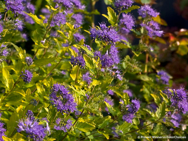 Caryopteris'  Blue® II Bluebeard