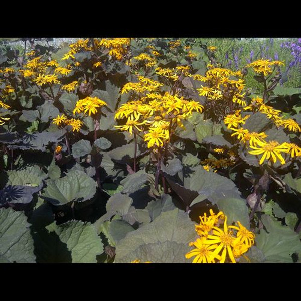 Ligularia' Othello Ligularia