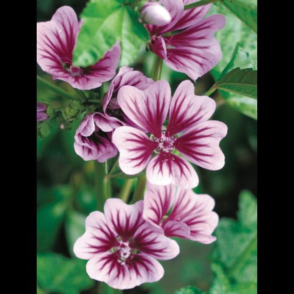 Malva' Zebra Mallow