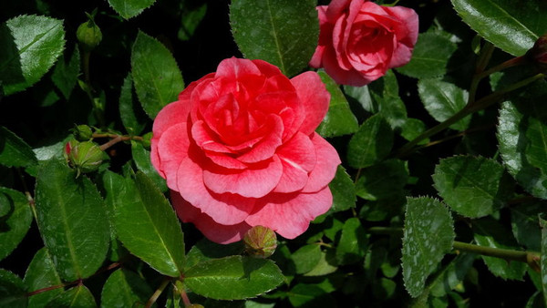Rosa' Morden Belle Rose