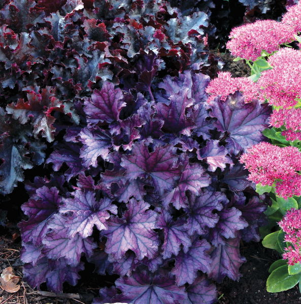 Heuchera' Forever™ Purple Coral bells