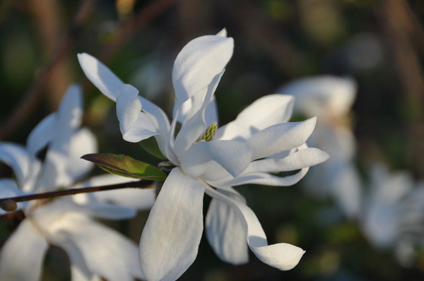 Magnolia' Spring Welcome®