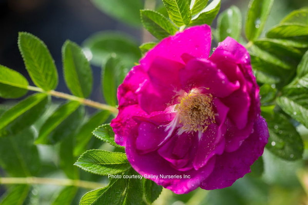 Rosa' Lotty's Love™ Rose