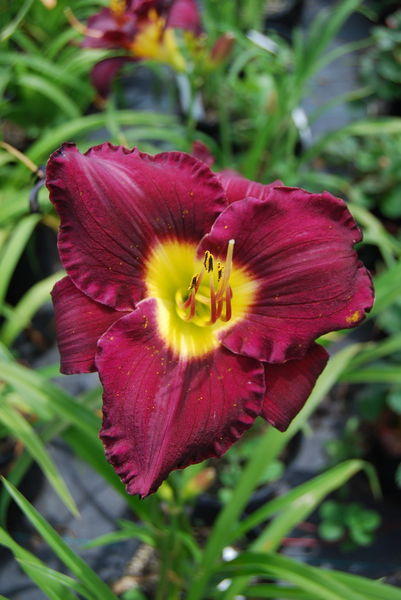Hemerocallis' Bella Lugosi Daylily
