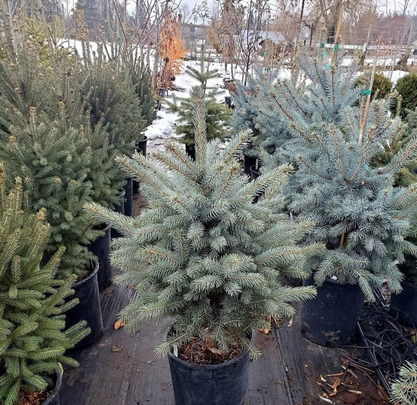 Picea' "Baby Blue" Spruce Live Potted Christmas Tree