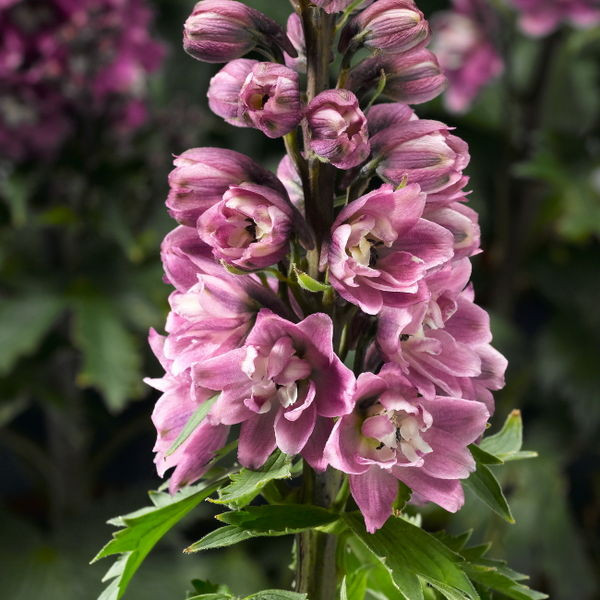 Delphinium' Rose White Bee