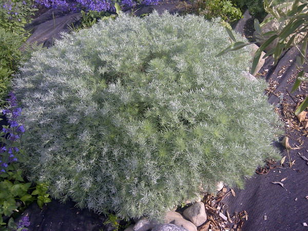 Artemisia' Silver Mound
