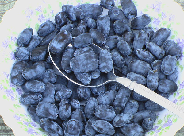 Lonicera' Tundra Honeyberry (Haskap) Berry