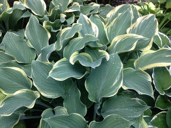Hosta' Regal Splendor