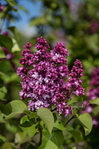 Syringa' Virtual Violet™ Lilac