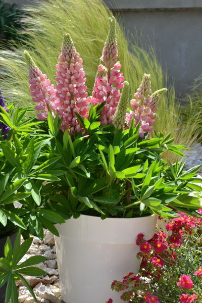 Lupinus' Mini Gallery™ Pink Bicolor Lupine
