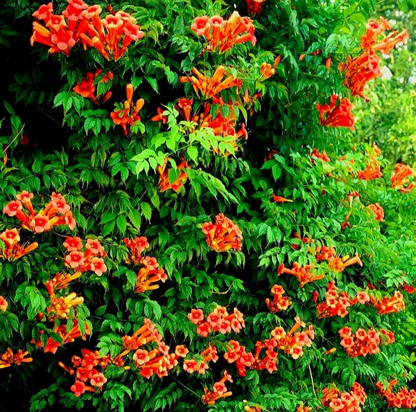 Campsis' Flamenco Trumpet Vine