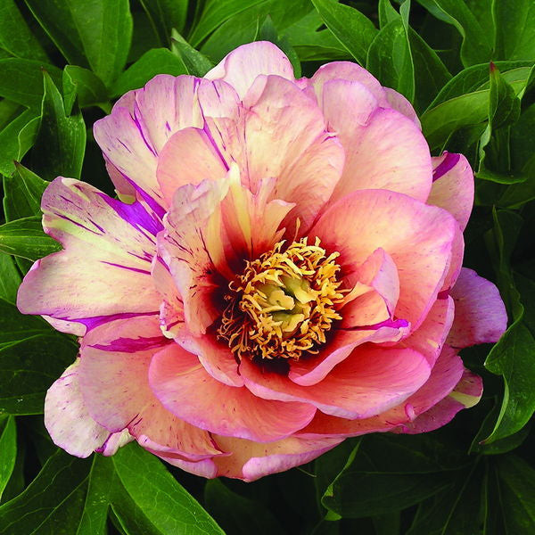 Paeonia' Callie's Memory Itoh Peony
