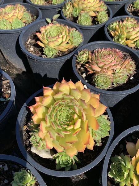 Sempervivum' Gold Nugget™ Hens And Chicks